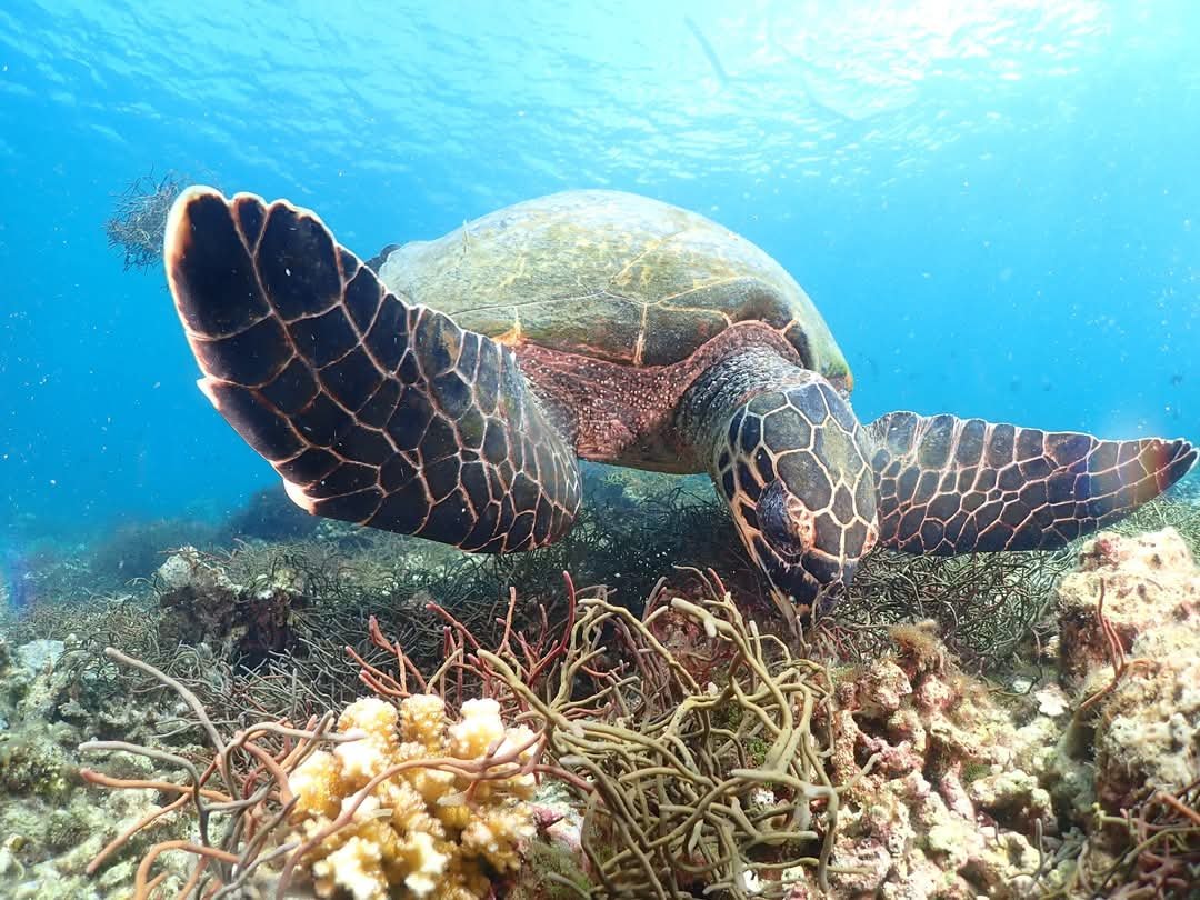 Currents of Cooperation: Marine Life and Diplomacy in the South China Sea